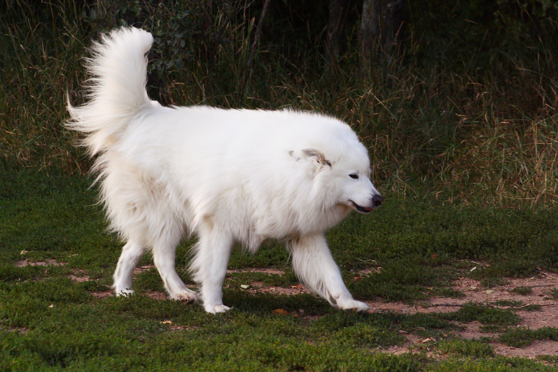 萨摩耶的以下9种行为含义!你了解多少?