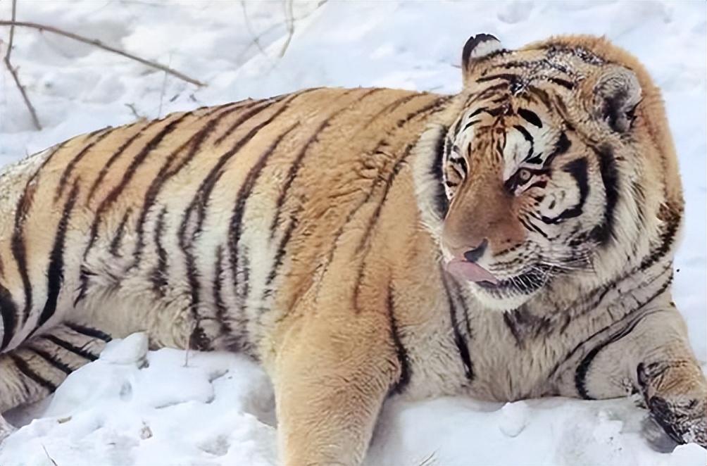 5头东北虎"惊现"吉林小镇,体重超500斤,一击就能拍碎野猪的头