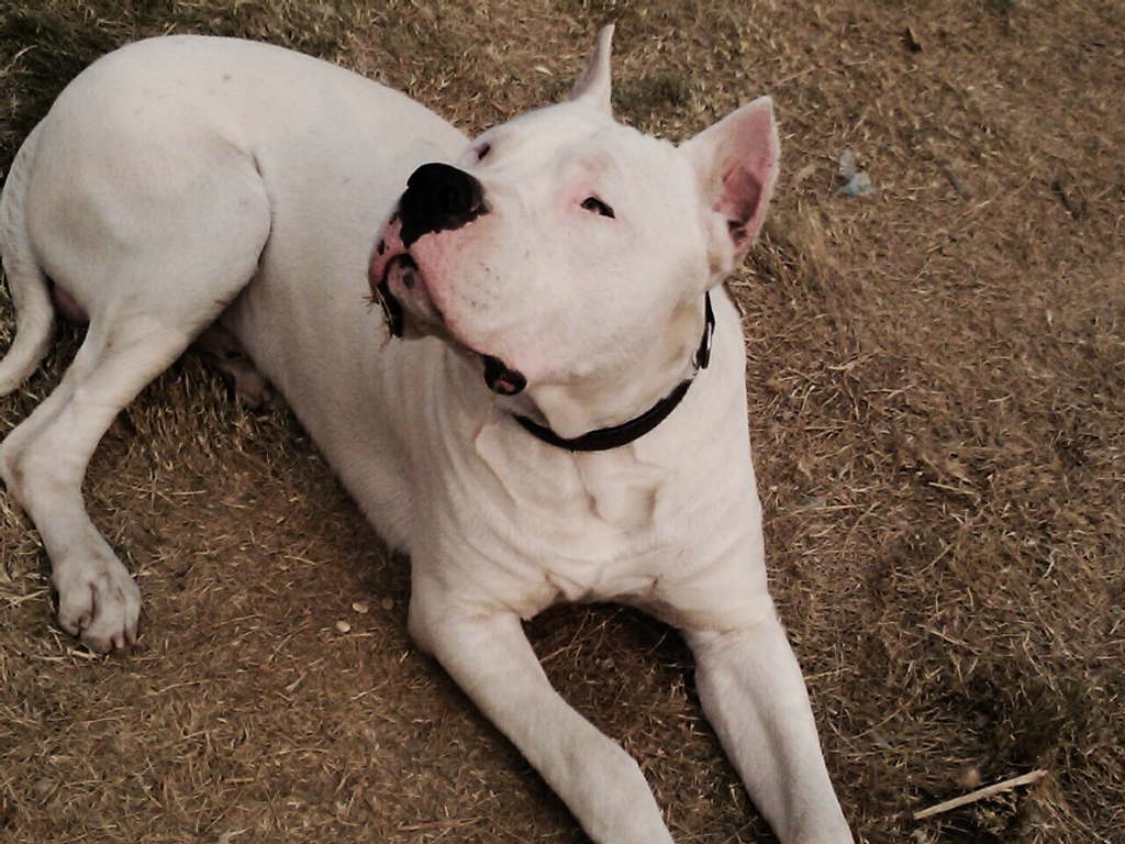 盘点6种被"禁养"的大型猛犬,实力堪比美洲狮!