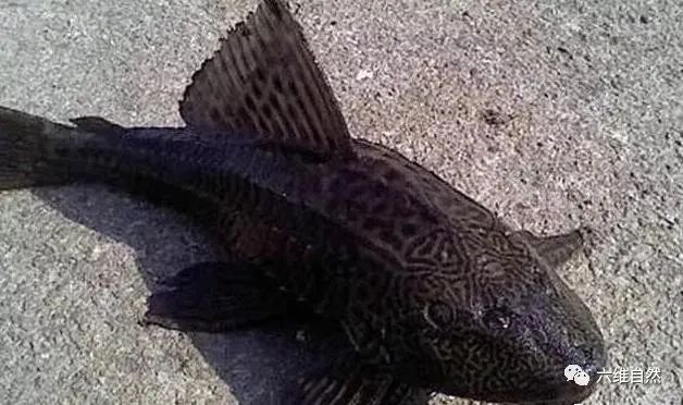 广东钓友发现一条"无头鱼",似是清道夫鱼,是人割的还是被咬?