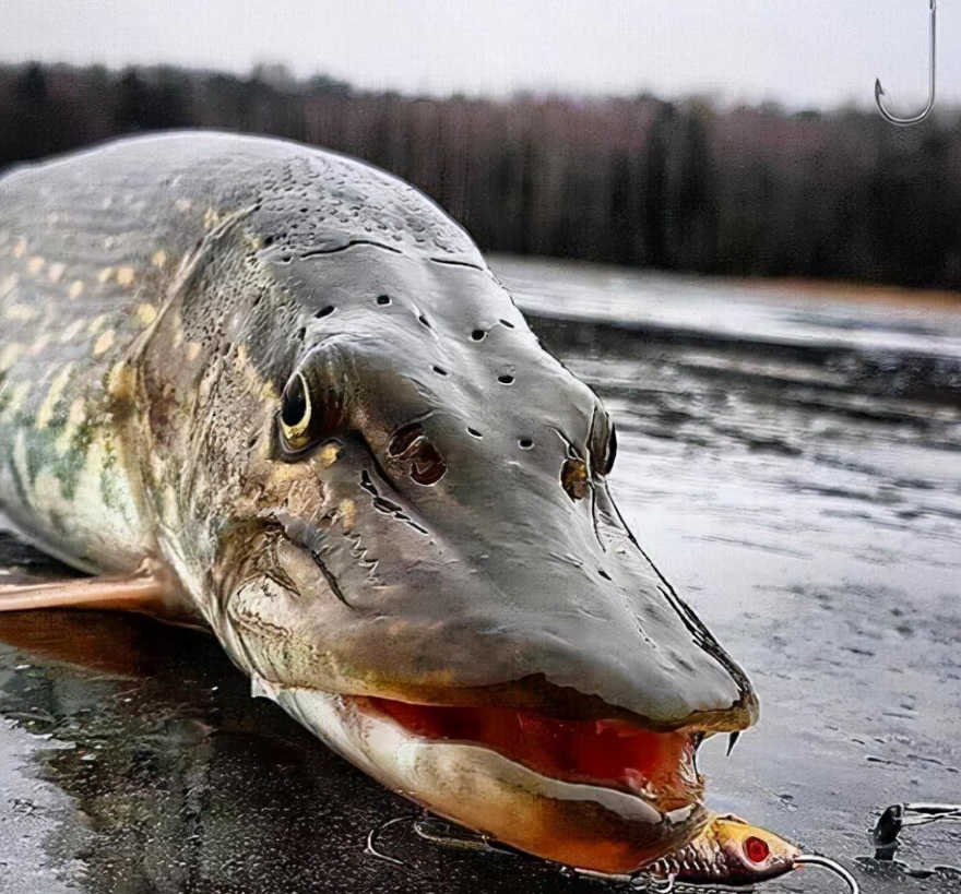 如今的狗魚在水中已經沒有了霸主憑藉著自己那兇狠的性子和頑強的生命