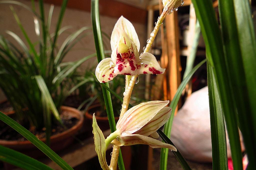 莲瓣兰剑阳蝶"天下第一蝶花",花开犹如彩蝶飞舞,让人赏心悦目