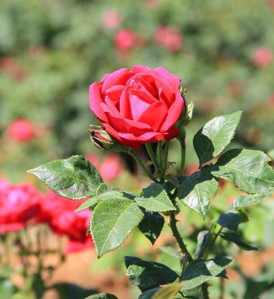 盘点中国各城市市花