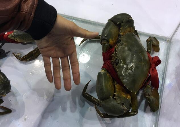 越南小哥抓五斤多一只的青蟹王,卖了一千多,青蟹这么值钱吗?