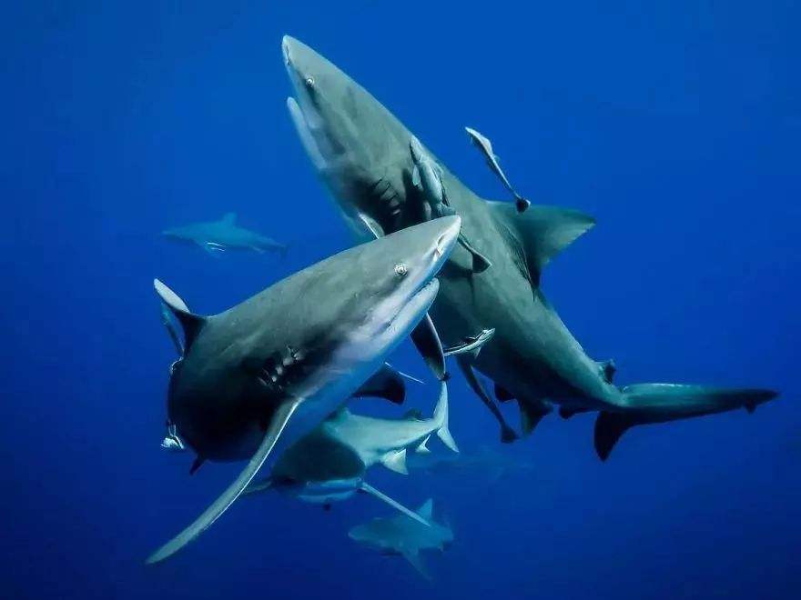 尼加拉瓜湖里竟然有鲨鱼,为何淡水湖里会出现鲨鱼?