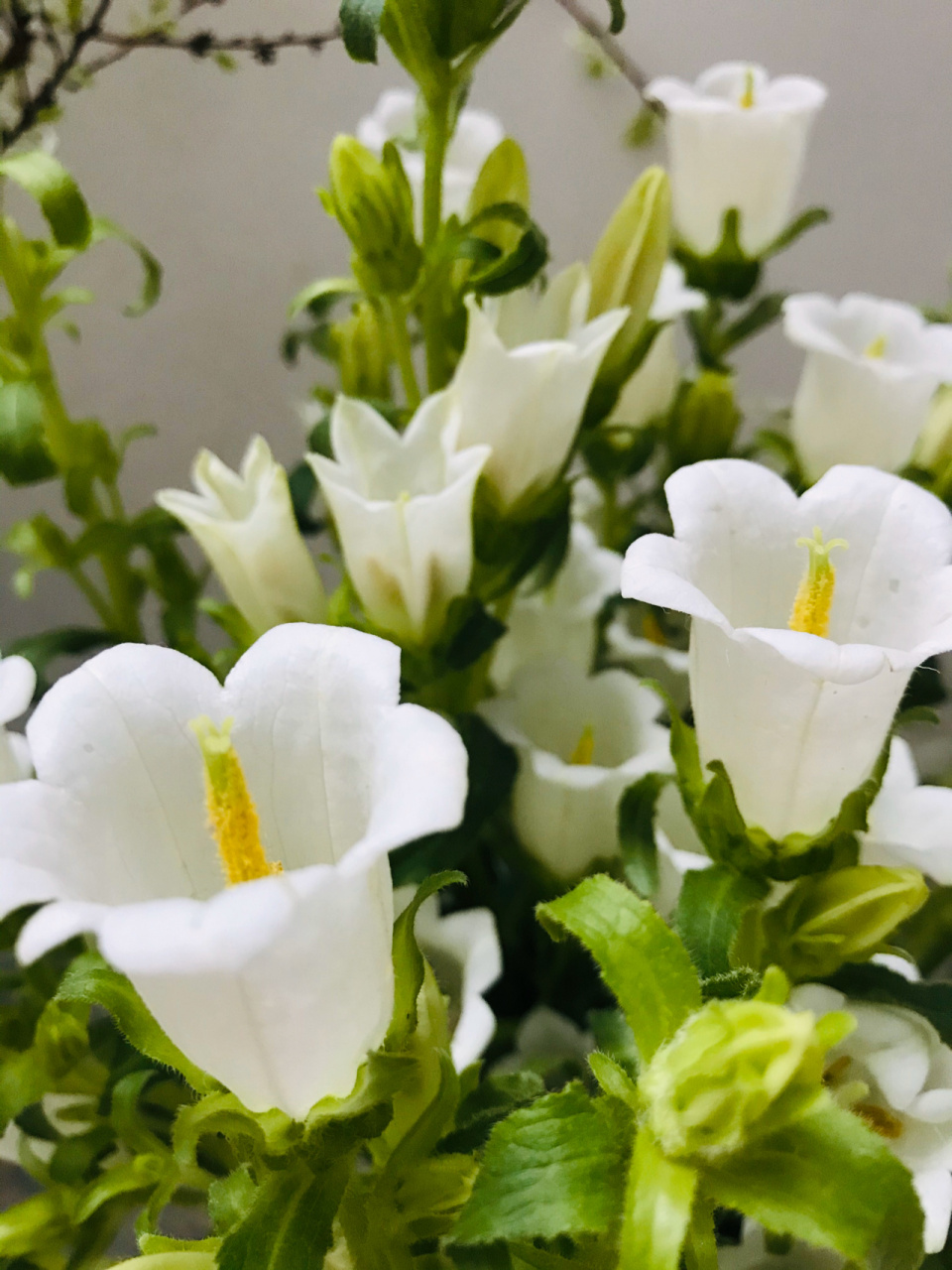 白色风铃花 风铃草?风铃花?