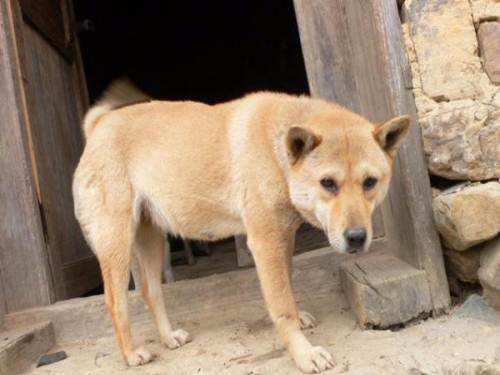 如果你要養狗,建議選擇中華田園犬,好處有5點