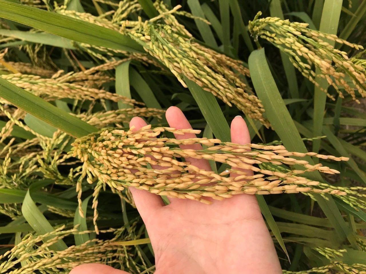 竹稻米穗更大,营养价值方面,竹稻米植物蛋白含量比传统水稻高一些