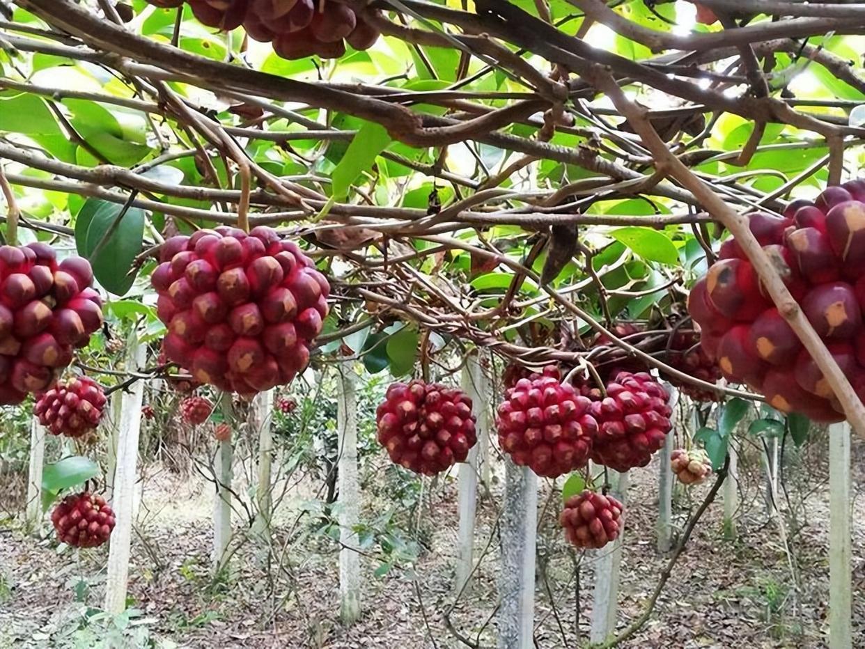 家中有院子的,不妨都安排上这种奇特果树,耐寒耐旱,美味又营养