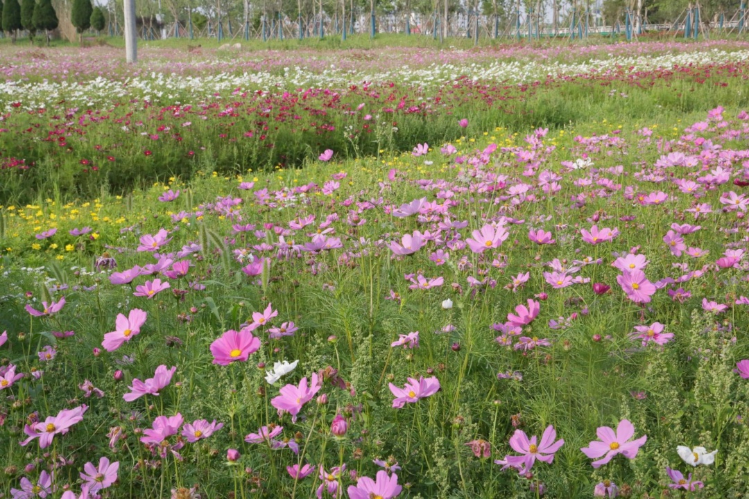 建设公路旁大片秋英花海,美!