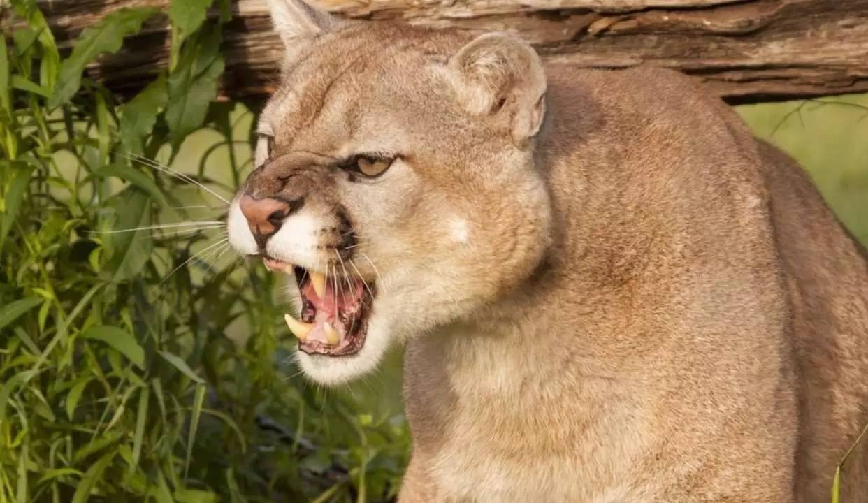 声音是动物通讯的信号之一,动物的多种行为都涉及到声信号的利用