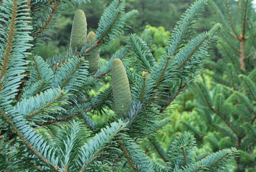 中国极小种群野生植物——百山祖冷杉