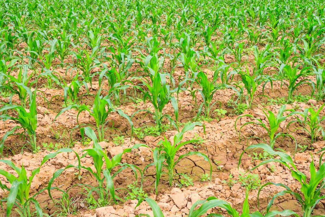 喷施玉米苗后除草剂有哪些注意事项?老农说有6禁喷,谁打谁吃亏