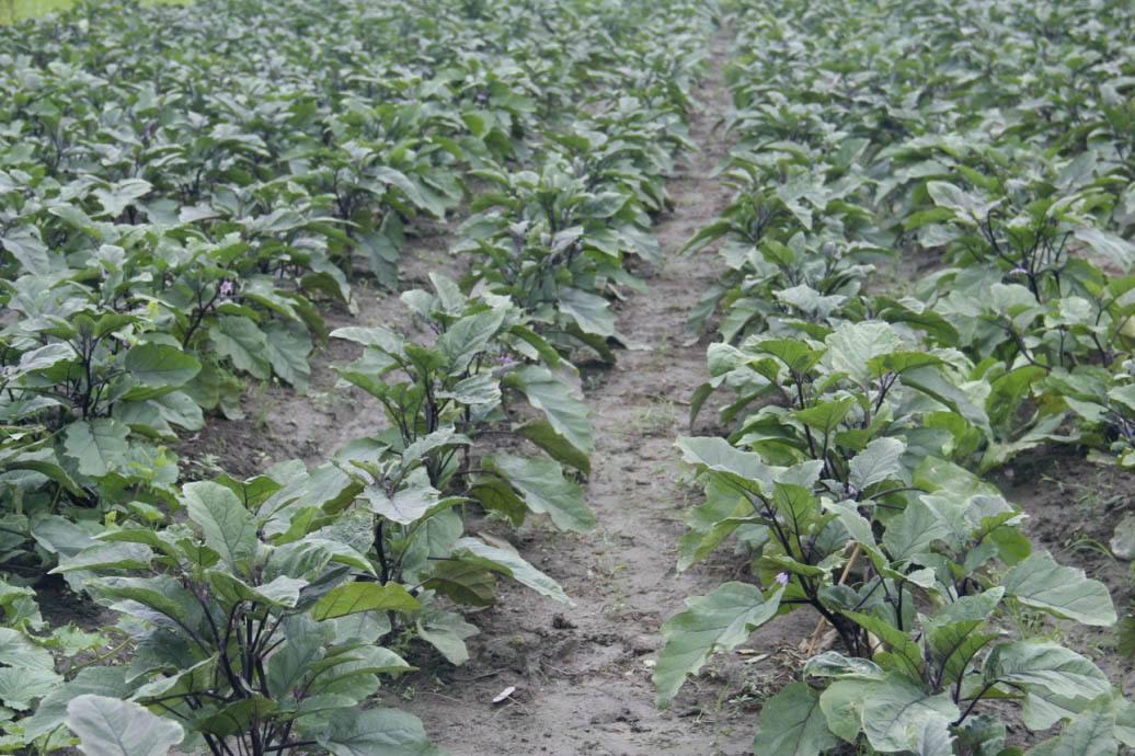 茄子种植要点是什么?想要茄子长得多,应该怎么施肥?