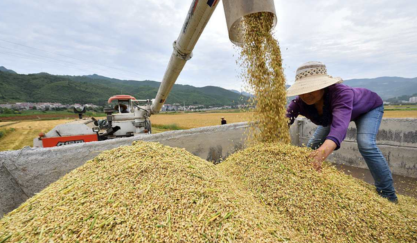 起风了!定向稻谷溢价成交,玉米市场喜获"东风"?