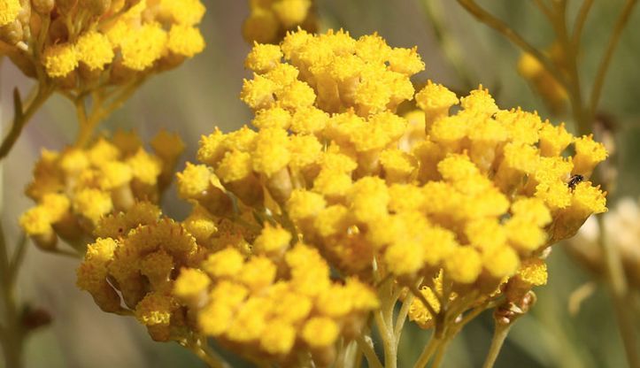 永久花纯露的功效是什么?