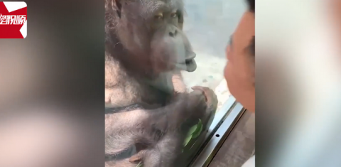 上海动物园男子与猩猩"互吻"30秒,隔着玻璃靠近它,男子:很意外