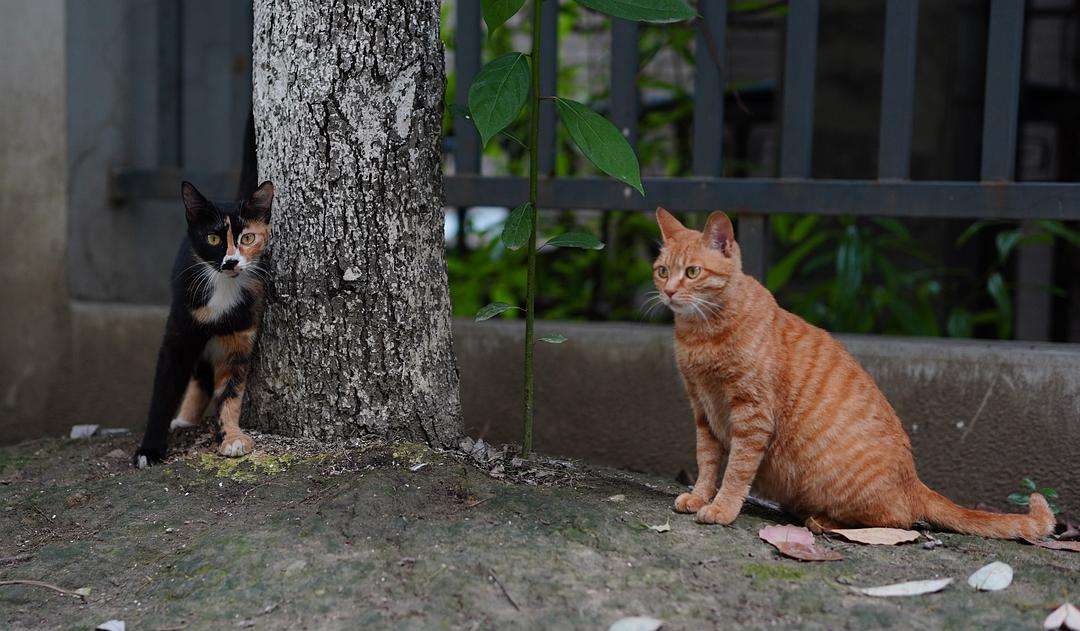 家猫和野猫的区别