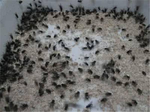 夏季养猪场苍蝇多?别担心,用这个办法轻松杀灭