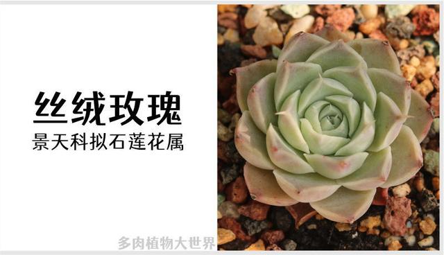 「丝绒玫瑰」景天科拟石莲花属多肉植物,月影系列