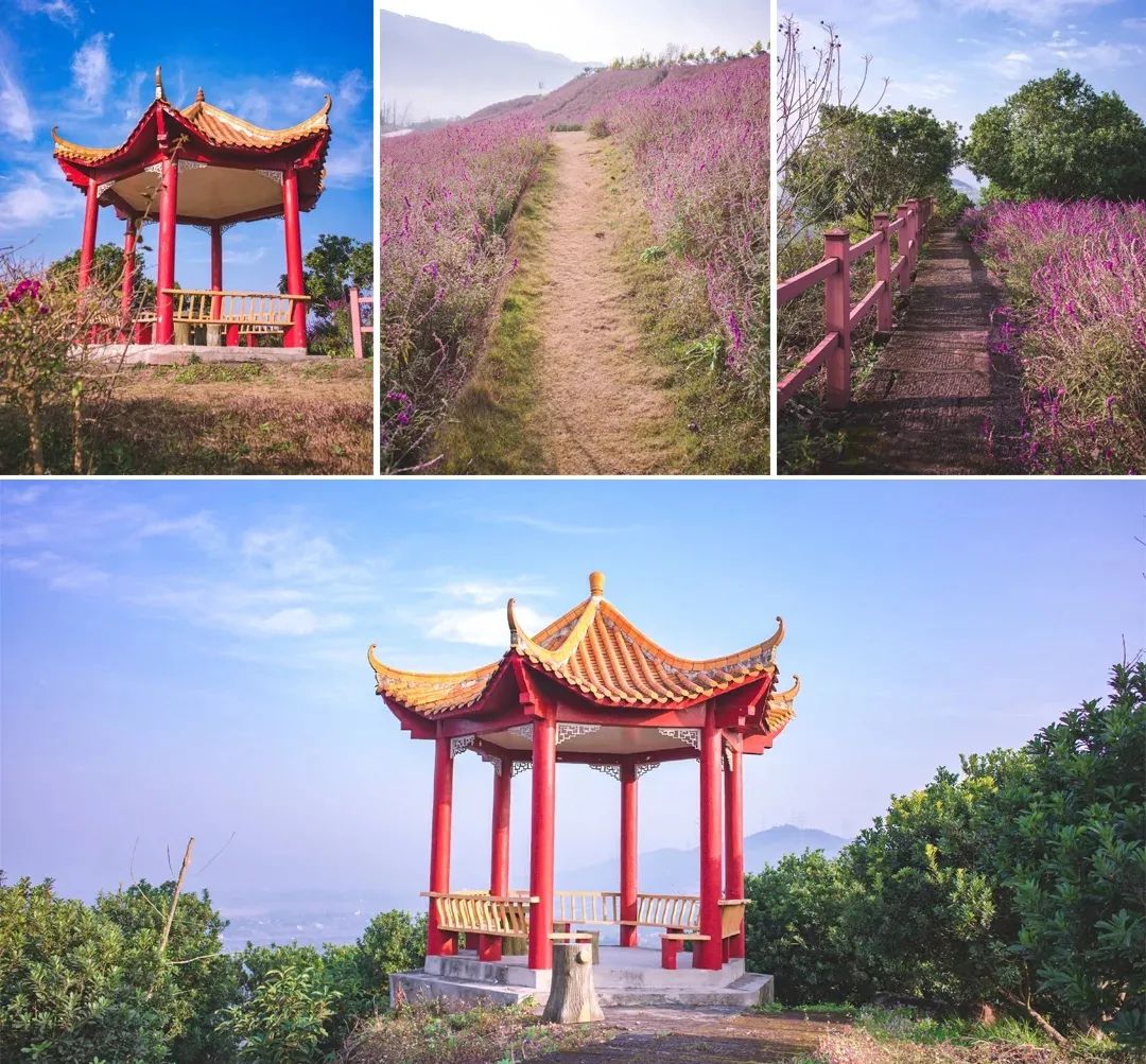 成都天府新区杨梅小镇的鼠尾花成片开放,快来!