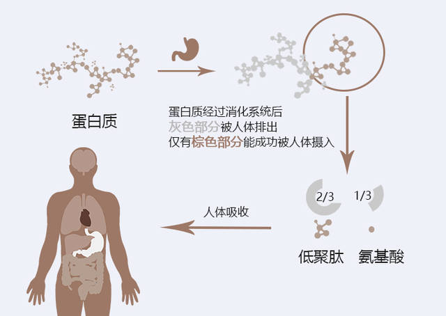 你的身体,一旦出现这5个现象,是提醒你需要补充蛋白质了