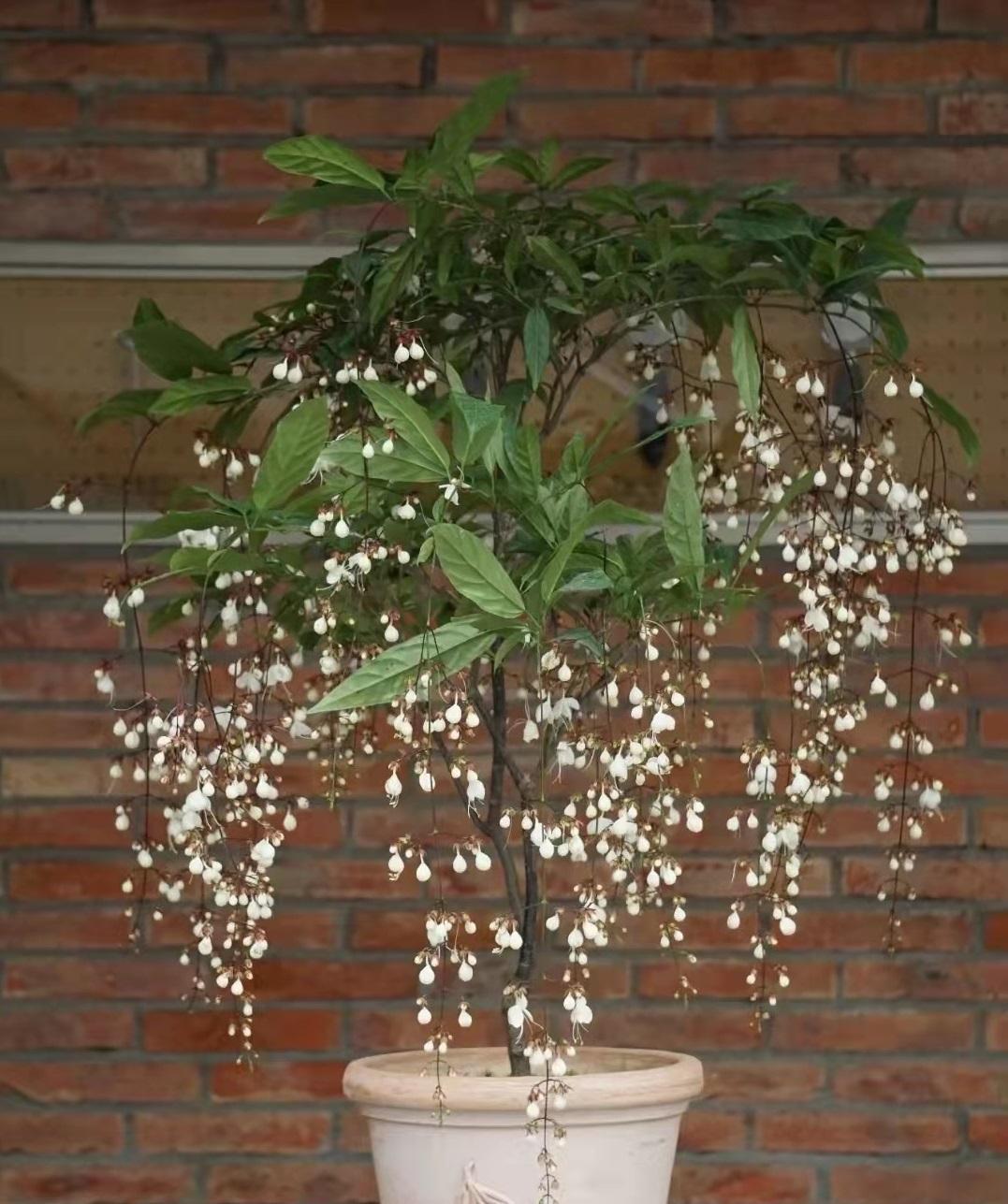 盆栽新宠垂丝茉莉,观叶,赏花又闻香,三季开花,室内也能养