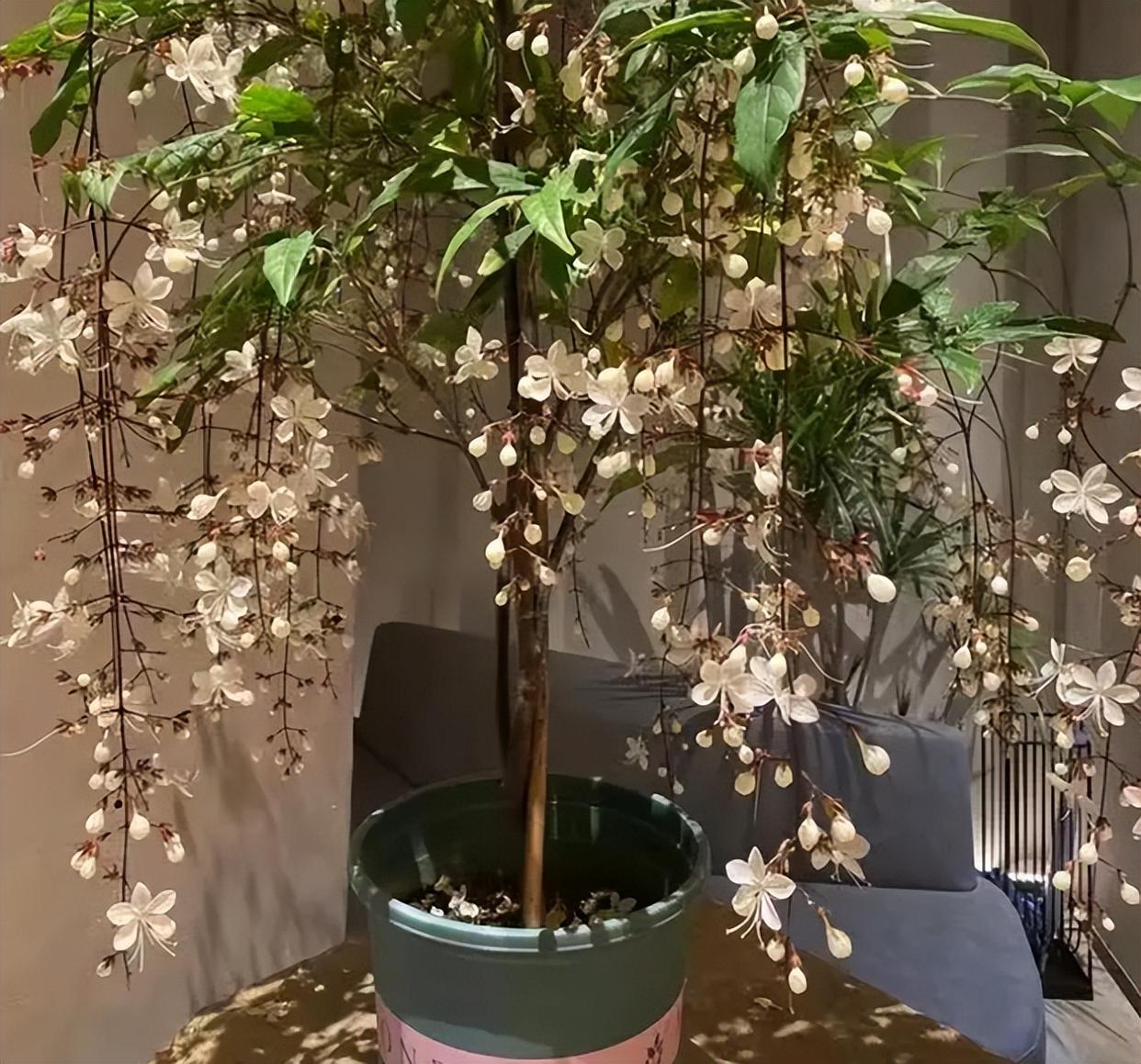 网红盆栽—"垂丝茉莉",花如群蝶飞舞,香气四溢怡人,适合新手