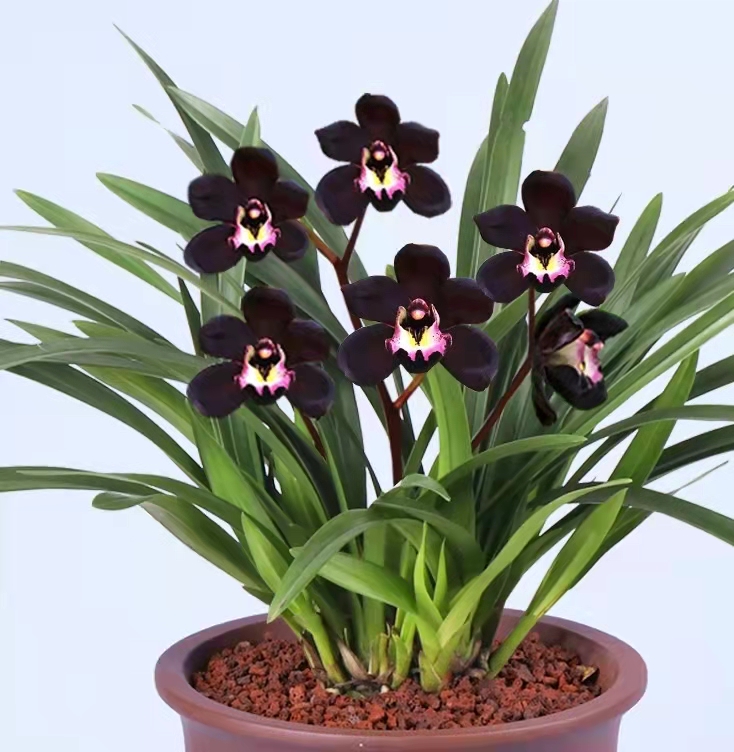 花色独特,花香四溢,拥有贵公子气质的墨兰黑雪姬