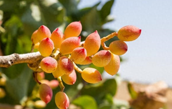 开心果是什么植物的果实?为何它的价格如此昂贵,国内能种植吗?