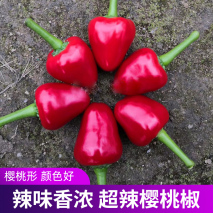 呈下垂状,与牛角和羊角比较相似,辛辣味适中,常见的品种有柘椒一号
