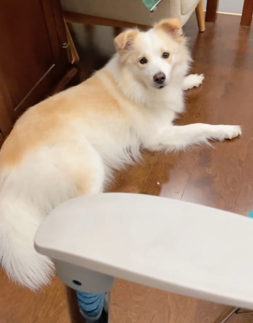 全网最聪明的边牧贝拉,能与主人无障碍沟通,网友:狗子成精了