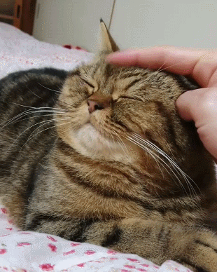 2,眉心额头处宠主轻轻揉捏猫咪的耳朵,或者猫咪耳朵后面凹陷处,这会让