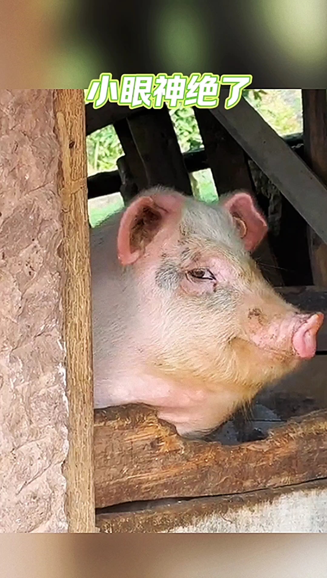 你高兴早了,马上吃猪头了!