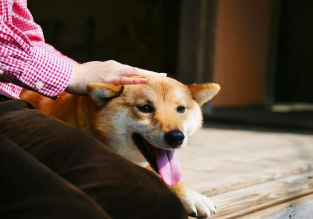 当主人摸狗狗的头时,狗狗内心的想法是什么?