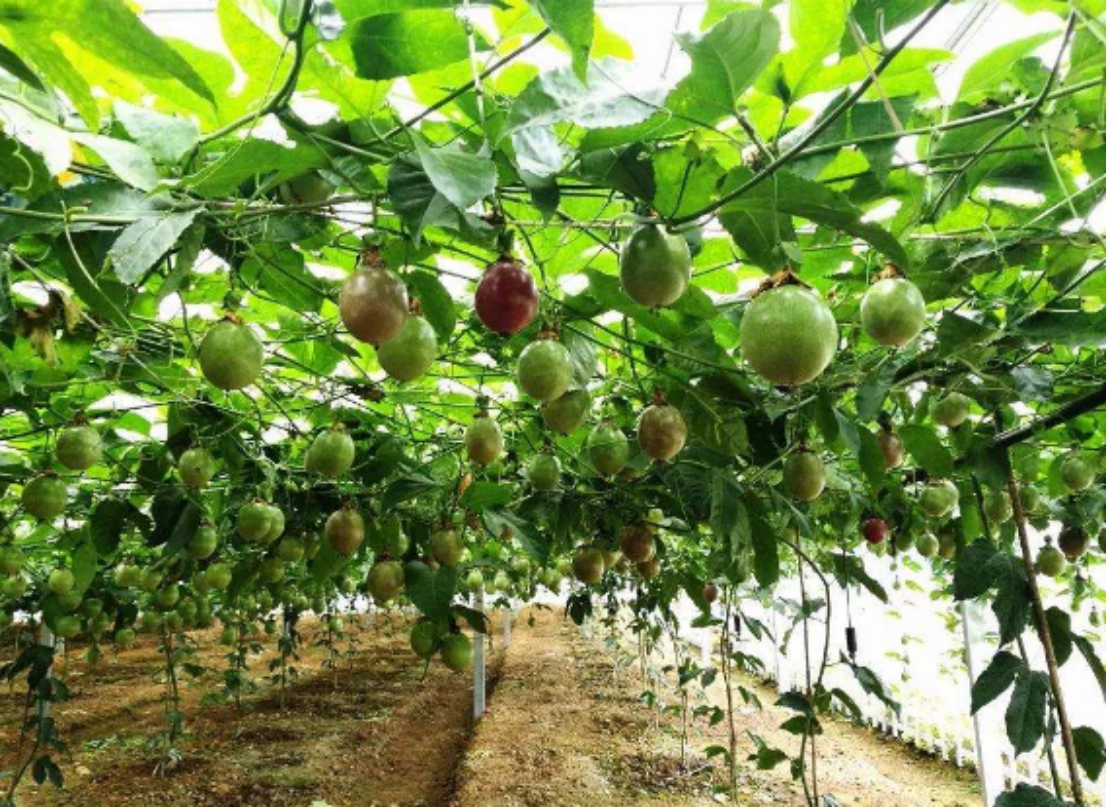 可口的百香果,种植上要想得到高产,管理的方法不容忽视