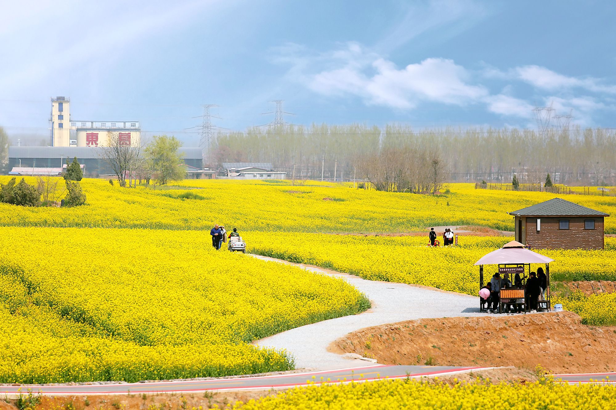 邢台金沙河万亩油菜花竞相开放,充满温馨和浪漫,吸引了众多游客