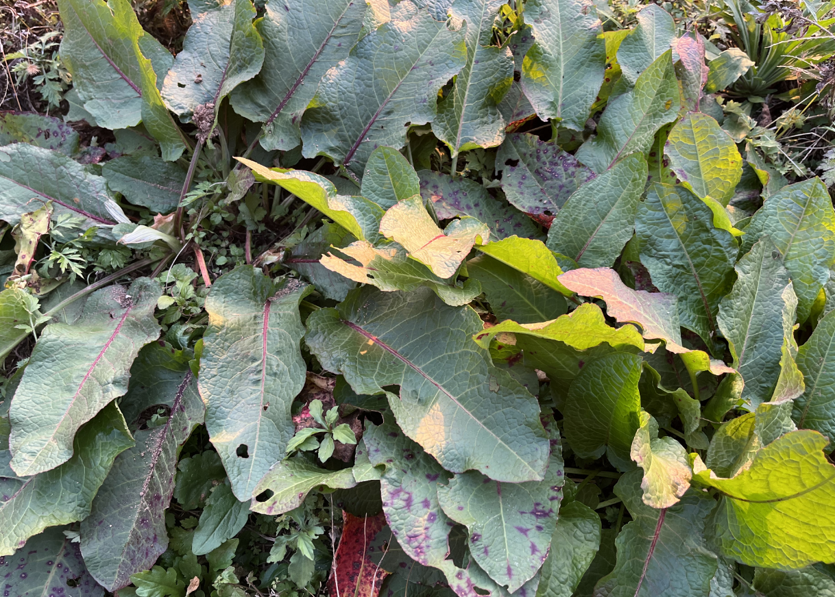 酸模,又称土大黄,野菠菜,有3种作用,价值极高,农民要了解!