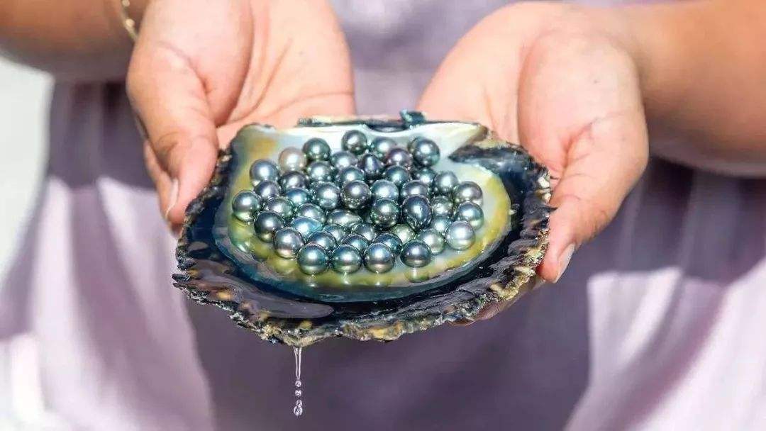 贝类被取出珍珠后会不会死?为什么?