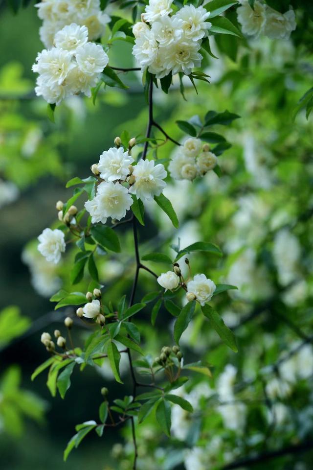 《红楼梦》里盛赞的木香花,气节高雅,凡人一见误终身