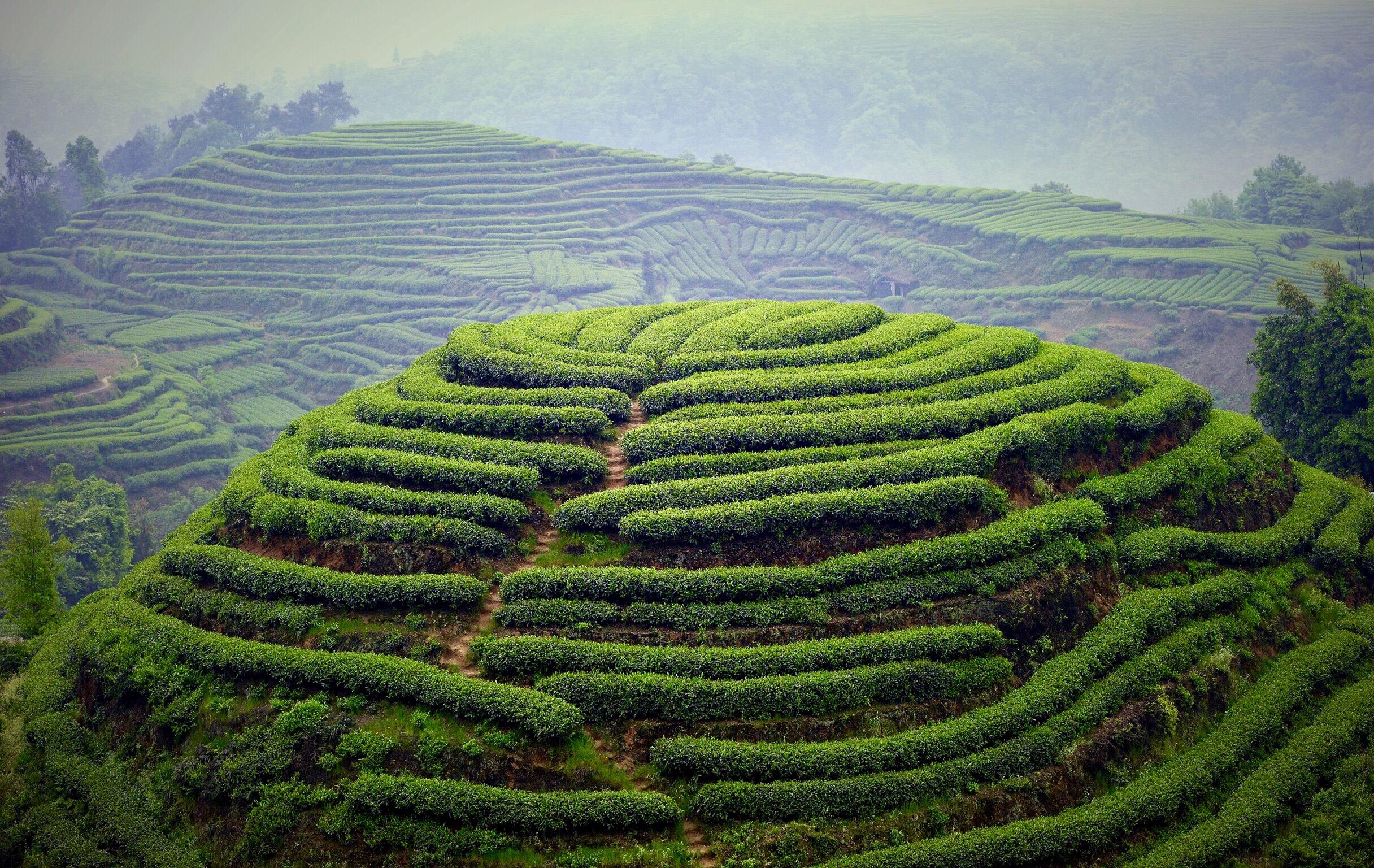 茶背景图片大全 唯美图片