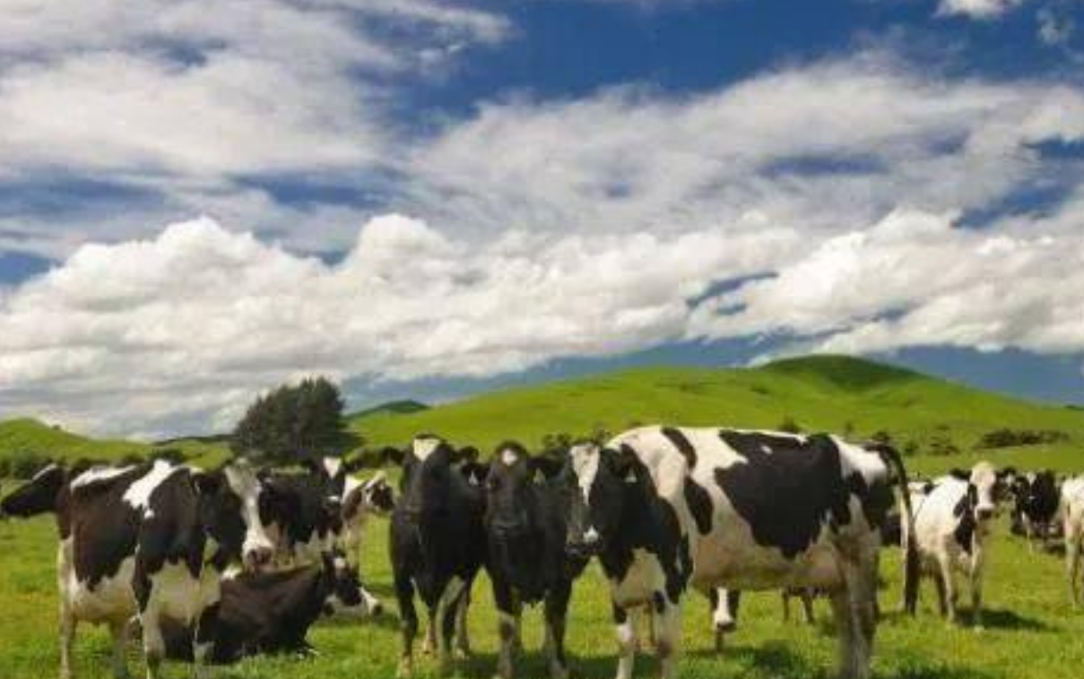 新西兰的畜牧业