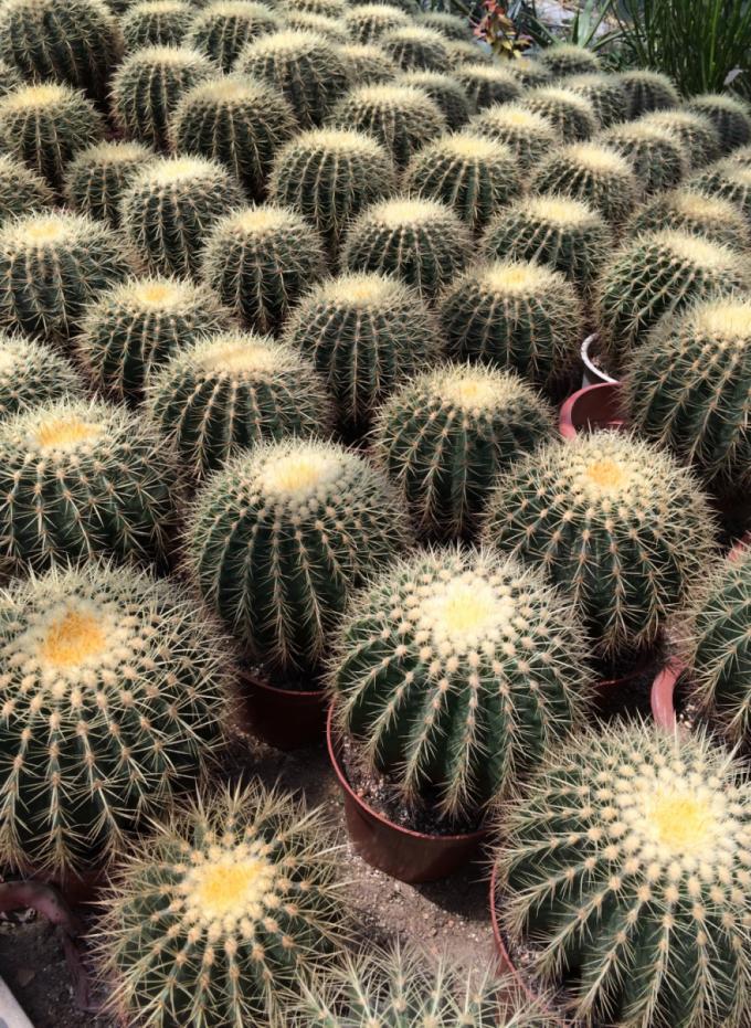 "多样地球 美丽家园"丨意想不到的珍稀濒危植物——金琥