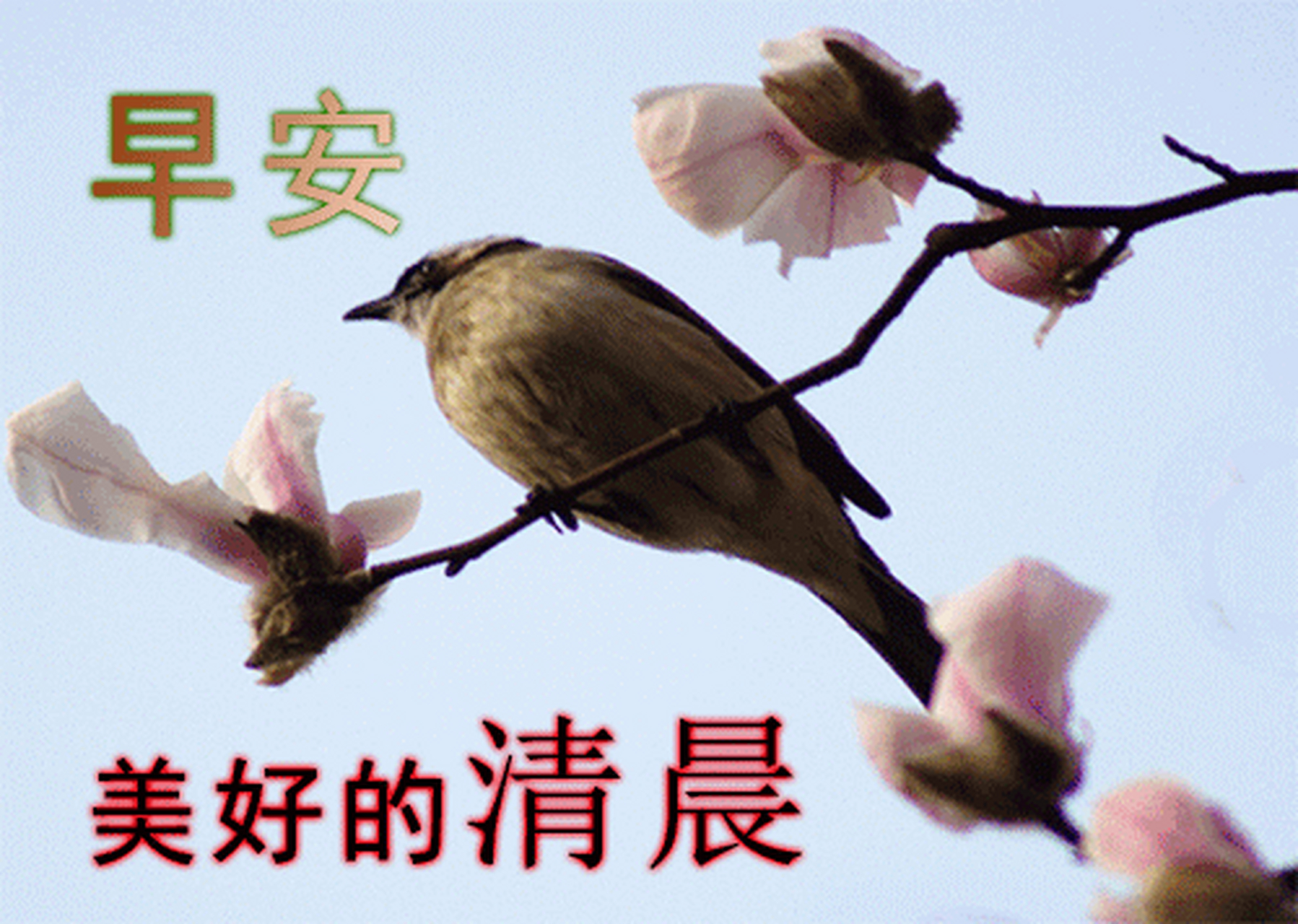 早安暖心祝福图片带字带早上好语录,祝朋友们幸福吉祥!