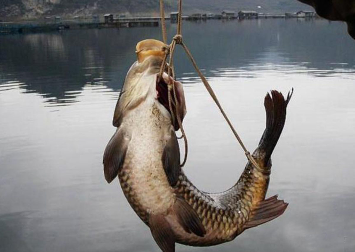 一根草绳一条鱼:福建弓鱼术能让鱼脱离水几天不死,这是真的吗?