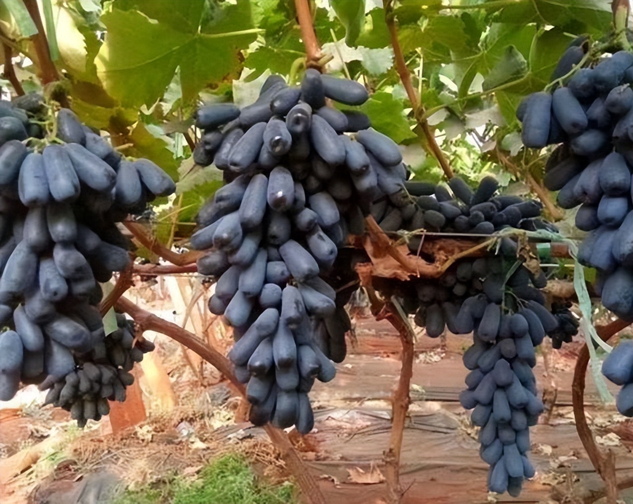"蓝宝石葡萄"种上几棵,耐寒耐旱,好吃又营养,产量大吃不完