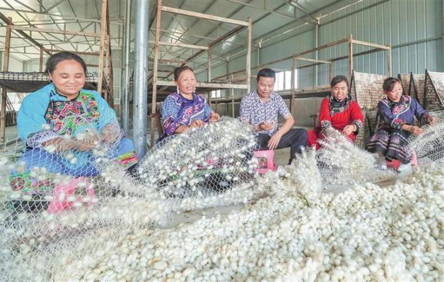 种桑养蚕前景和利润怎样 养蚕一年赚20万要养多少