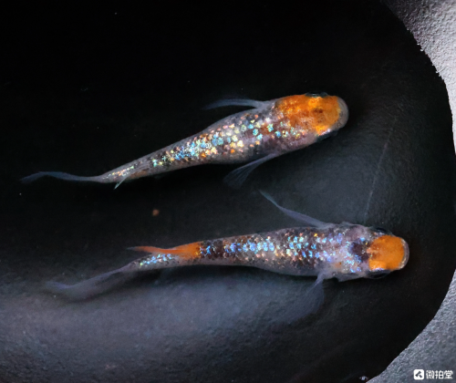 什么鱼可以养在笔洗里?微拍堂的"mini锦鲤"你见过吗?