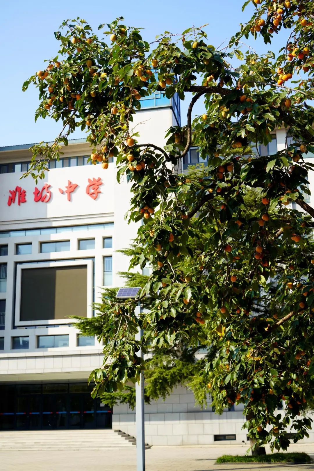 秋意浓 秋色美 | 最美校园秋景版——潍坊中学