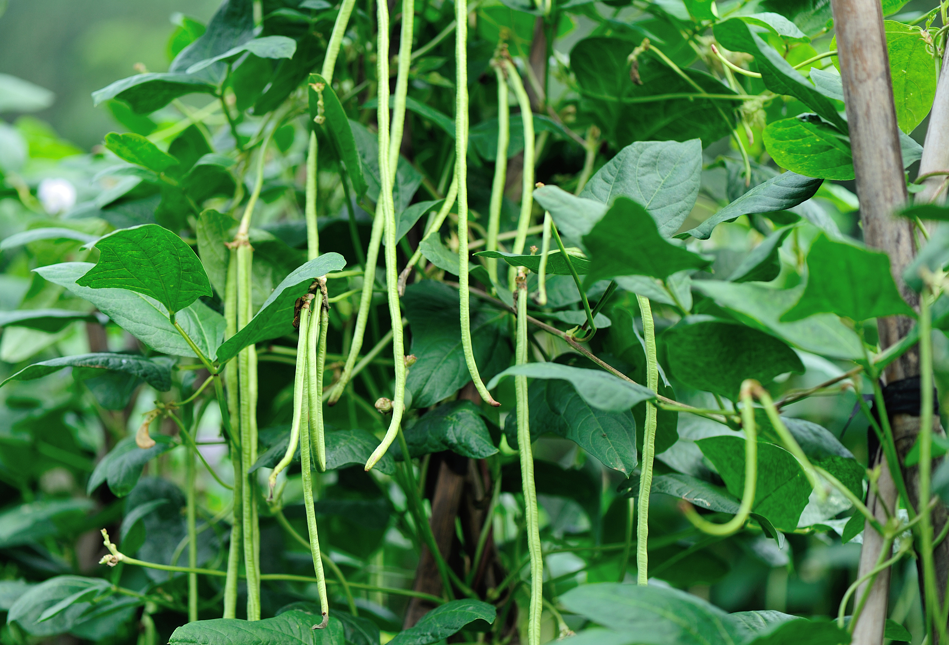 豆角挂满架就靠这几点,否则豆荚萎缩无力,这就是高产秘诀
